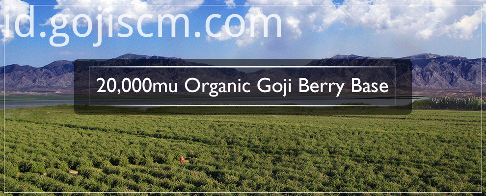 Sertifikat UE Kering Goji Berry dasar EU Certificate Dried Goji Berry base